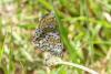 Melitaea cinxia